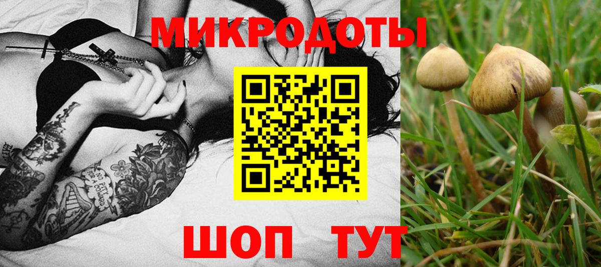 Галлюциногенные грибы Cubensis Шебекино